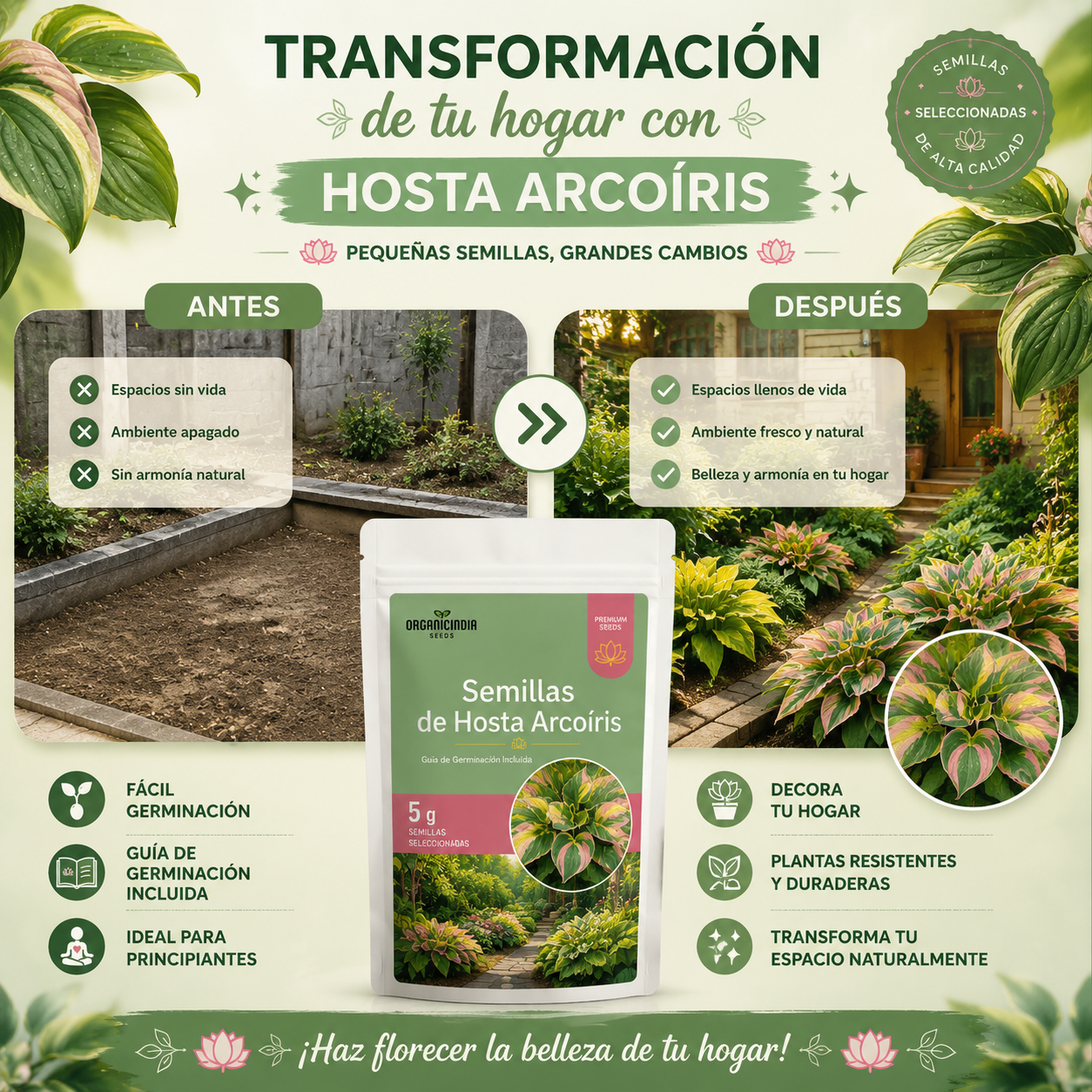 Semillas de Hosta Arcoiris - Bendice tu Hogar
