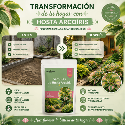 Semillas de Hosta Arcoiris - Bendice tu Hogar
