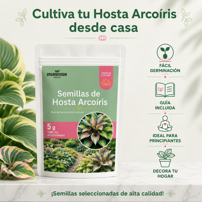 Semillas de Hosta Arcoiris - Bendice tu Hogar