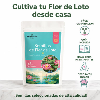 Semillas de loto seleccionadas 🪷 Lleva la magia a tu hogar
