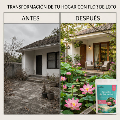 Semillas de loto seleccionadas 🪷 Lleva la magia a tu hogar